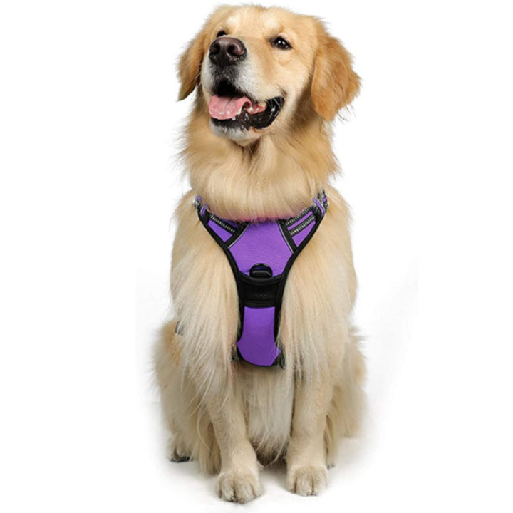 purple dog harness with 2 rings to help prevent pulling with reflective details