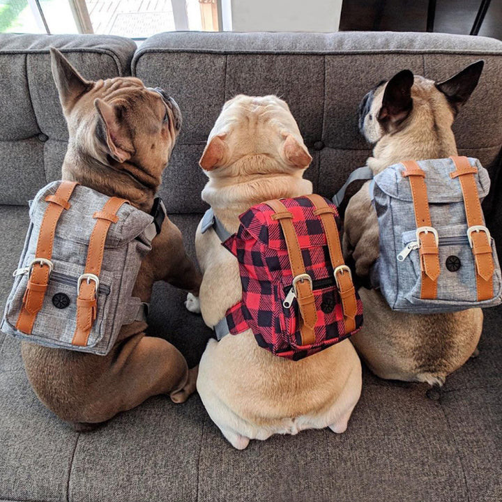 Backpack for Compact Dogs