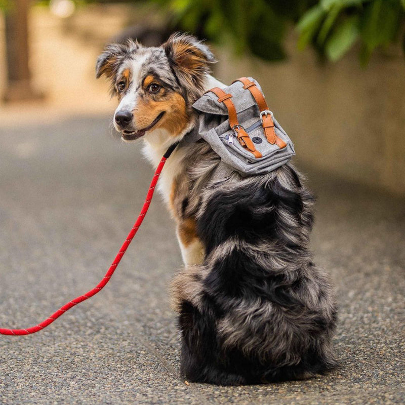 Backpack for Compact Dogs