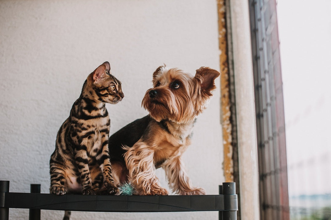 dog and cat in pet store near window